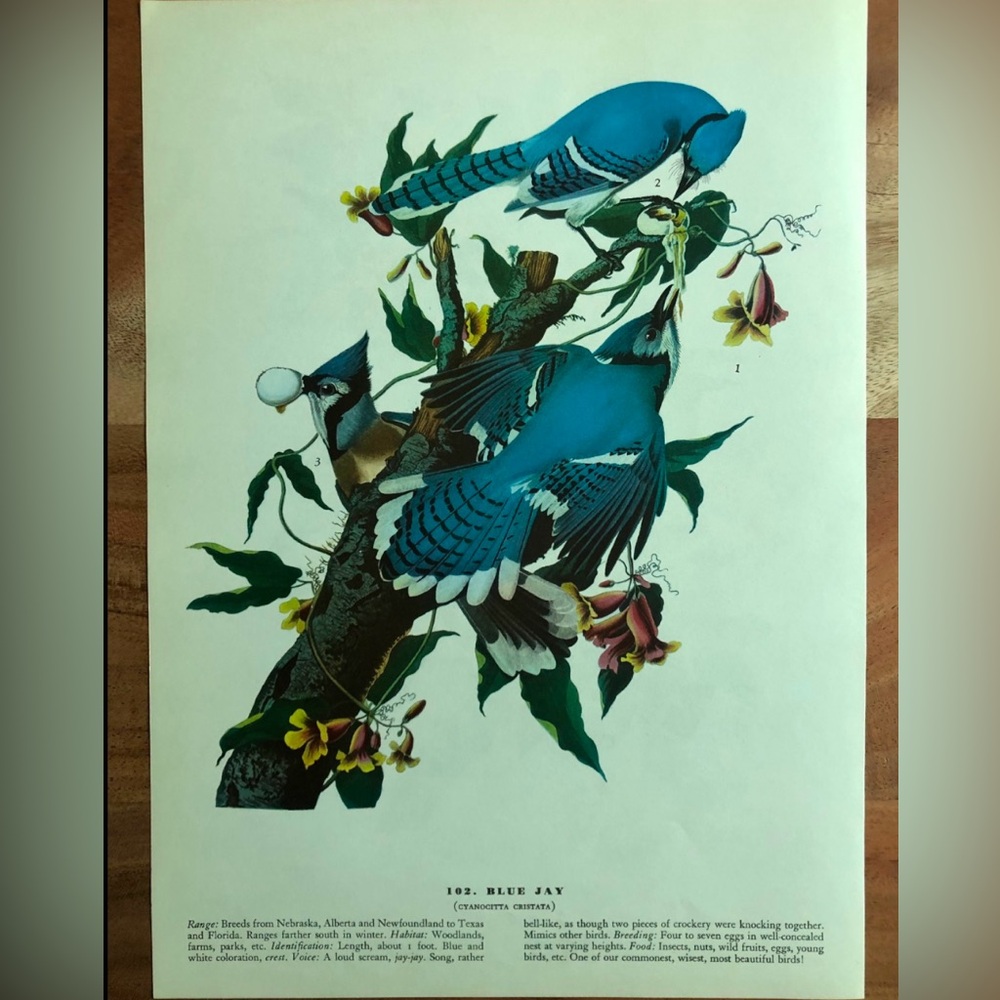 8.5"x12" Vintage Audubon Bird Illustration Bookplate Blue Jay & Raven Framable